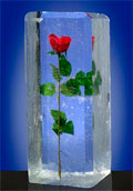 Ледяная роза