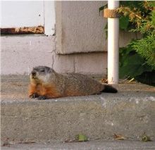 220px-Groundhog.jpg