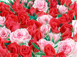 Какой цветок подарить девушке